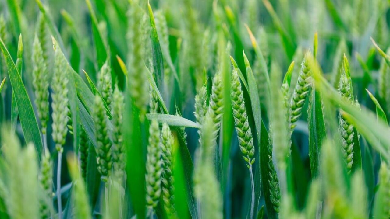 Potencjalne zagrożenia związane z nadmiernym spożyciem produktów z pszenicy jarej