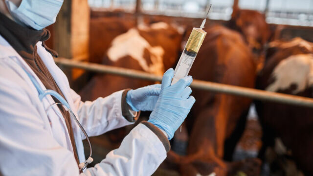 Jakie szczepionki są niezbędne dla utrzymania zdrowia stad bydła