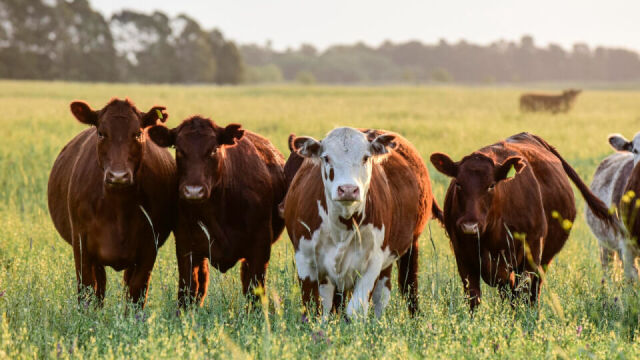 Jakie zachowania bydła mogą wskazywać na problemy ze zdrowiem?