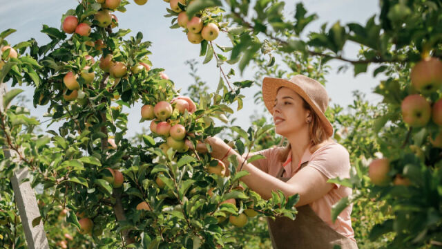 5 niezbędnych kroków do pielęgnowania drzewek owocowych przed owocowaniem