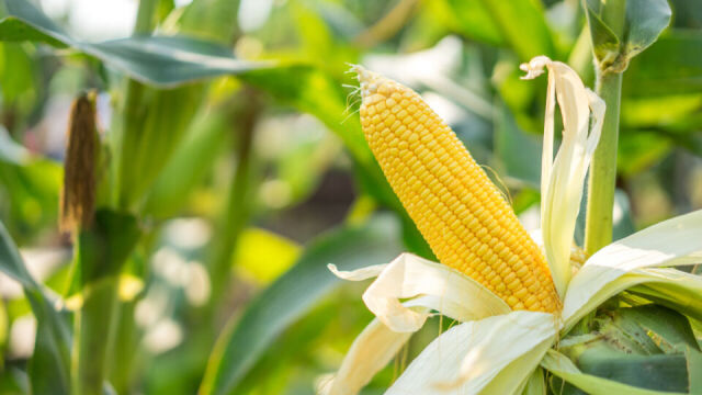 Jak przeprowadzić proces fermentacji kukurydzy na kiszonkę?