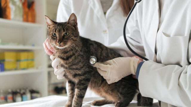 Kiedy powinienem zabrać swojego kota do weterynarza w przypadku podejrzenia kociego katarem?