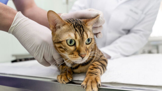 Rodzaje badań diagnostycznych wykorzystywanych do rozpoznania chorób nerek u kotów
